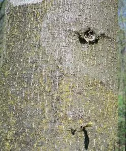 Future Forests Trees Tilia Platyphyllos - Large Leaved Lime 16 Future Forests Trees Tilia Platyphyllos - Large Leaved Lime