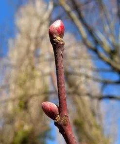 Future Forests Trees Tilia Platyphyllos - Large Leaved Lime 15 Future Forests Trees Tilia Platyphyllos - Large Leaved Lime