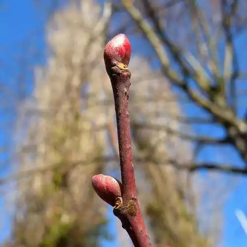 Future Forests Trees Tilia Platyphyllos - Large Leaved Lime 8 Future Forests Trees Tilia Platyphyllos - Large Leaved Lime