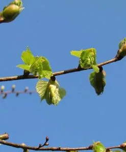 Future Forests Trees Tilia Platyphyllos - Large Leaved Lime 17 Future Forests Trees Tilia Platyphyllos - Large Leaved Lime