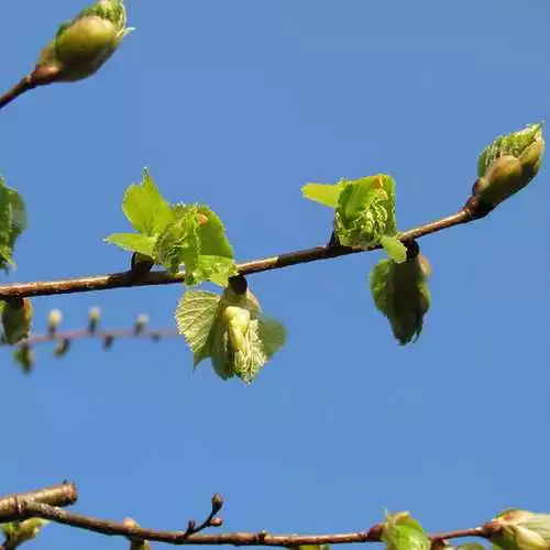 Future Forests Trees Tilia Platyphyllos - Large Leaved Lime 10 Future Forests Trees Tilia Platyphyllos - Large Leaved Lime