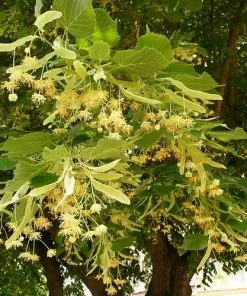 Future Forests Trees Tilia Platyphyllos - Large Leaved Lime 14 Future Forests Trees Tilia Platyphyllos - Large Leaved Lime