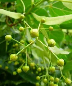 Future Forests Trees Tilia Platyphyllos - Large Leaved Lime 12 Future Forests Trees Tilia Platyphyllos - Large Leaved Lime