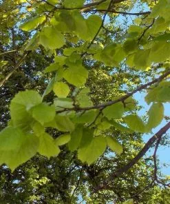 Future Forests Trees Tilia Platyphyllos - Large Leaved Lime