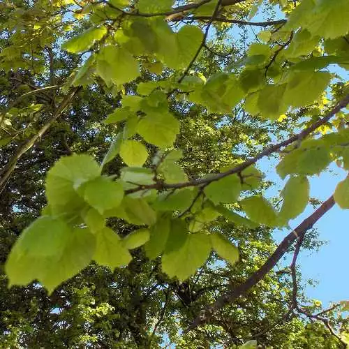 Future Forests Trees Tilia Platyphyllos - Large Leaved Lime 4 Future Forests Trees Tilia Platyphyllos - Large Leaved Lime