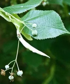 Future Forests Trees Tilia Platyphyllos - Large Leaved Lime 13 Future Forests Trees Tilia Platyphyllos - Large Leaved Lime