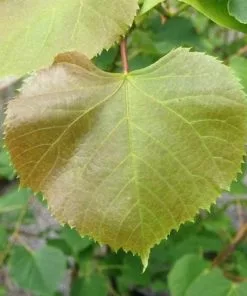 Future Forests Trees Tilia Cordata - Small Leaved Lime