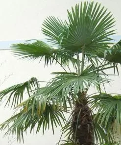 Future Forests Trachycarpus Fortuneii