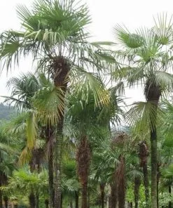 Future Forests Trachycarpus Fortuneii
