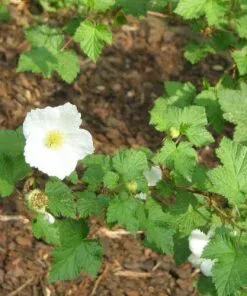 Future Forests Rubus Benenden