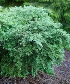 Future Forests All Conifers Tsuga Canadensis Jeddeloh