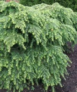 Future Forests All Conifers Tsuga Canadensis Jeddeloh
