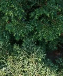 Future Forests All Conifers Tsuga Canadensis Jeddeloh