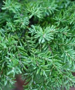 Future Forests All Conifers Tsuga Canadensis Jeddeloh