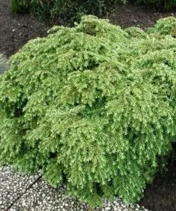 Future Forests All Conifers Tsuga Canadensis Jeddeloh