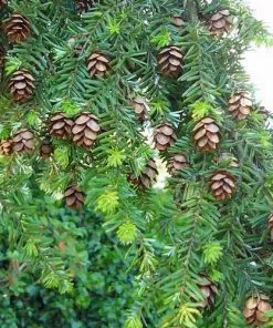 Future Forests All Conifers Tsuga Heterophylla - Western Hemlock