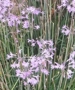 Future Forests Tulbaghia Violacea