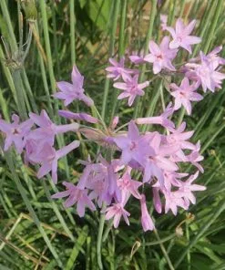 Future Forests Tulbaghia Violacea 12 Future Forests Tulbaghia Violacea