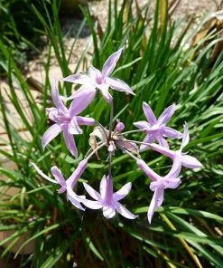 Future Forests Tulbaghia Violacea
