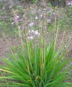 Future Forests Tulbaghia Violacea 13 Future Forests Tulbaghia Violacea