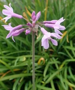 Future Forests Tulbaghia Violacea 14 Future Forests Tulbaghia Violacea