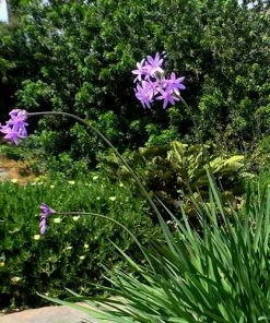Future Forests Tulbaghia Violacea 15 Future Forests Tulbaghia Violacea