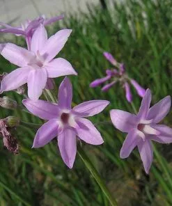 Future Forests Tulbaghia Violacea 16 Future Forests Tulbaghia Violacea