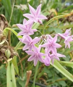 Future Forests Tulbaghia Violacea 17 Future Forests Tulbaghia Violacea