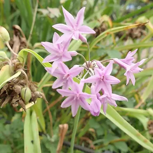Future Forests Tulbaghia Violacea 10 Future Forests Tulbaghia Violacea