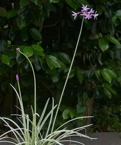 Future Forests Tulbaghia Violacea Variegata More