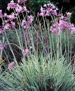 Future Forests Tulbaghia Violacea Variegata More