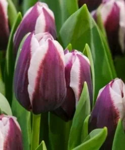 Future Forests Tulip Alexander Pushkin Bulbs