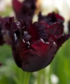 Future Forests Tulip Black Parrot Bulbs
