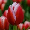 Future Forests Bulbs Tulip Leen Van De Mark