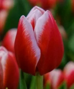 Future Forests Bulbs Tulip Leen Van De Mark