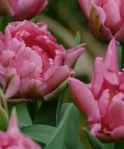 Future Forests Tulip Mamma Mia - Double