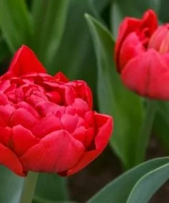 Future Forests Tulip Miranda