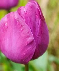 Future Forests Tulip Negrita Bulbs