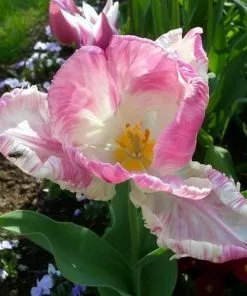 Future Forests Bulbs Tulip Weber’s Parrot