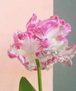 Future Forests Bulbs Tulip Weber’s Parrot