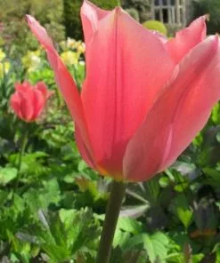 Future Forests Tulip Albert Heijn