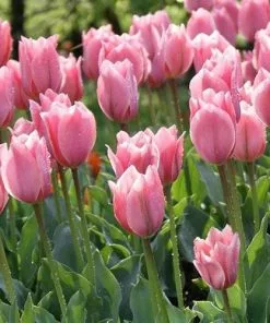 Future Forests Tulip Albert Heijn