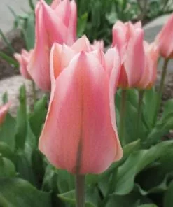 Future Forests Tulip Albert Heijn