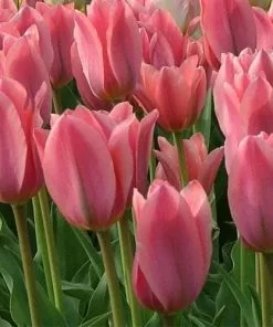 Future Forests Tulip Albert Heijn