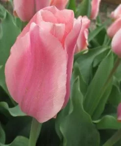 Future Forests Tulip Albert Heijn