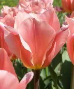 Future Forests Tulip Albert Heijn