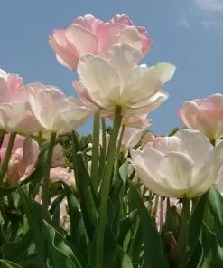 Future Forests Bulbs Tulip Angelique