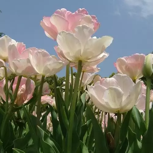 Future Forests Bulbs Tulip Angelique 4 Future Forests Bulbs Tulip Angelique