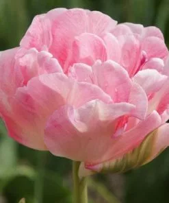 Future Forests Bulbs Tulip Angelique