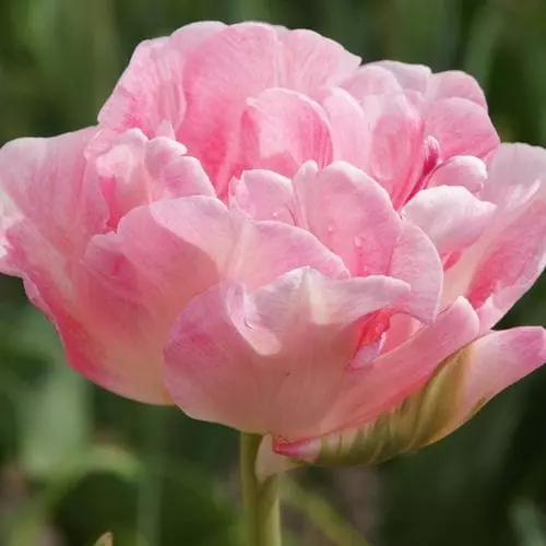 Future Forests Bulbs Tulip Angelique 3 Future Forests Bulbs Tulip Angelique